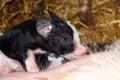 Piglet Nursing