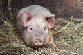 Piglet in a pen on a farm. Baby pigs . Pink young pigs Royalty Free Stock Photo