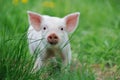 Piglet Royalty Free Stock Photo