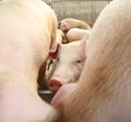 piglet in the sty in the midst of other pigs Royalty Free Stock Photo