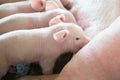 Piglet sucking milk Royalty Free Stock Photo