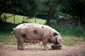 Piglet Sus scrofa domestica at an organic farm