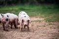 Piglet Sus scrofa domestica at an organic farm