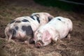 Piglet Sus scrofa domestica at an organic farm