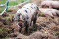 Piglet Sus scrofa domestica at an organic farm