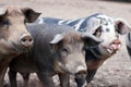 Piglet Sus scrofa domestica at an organic farm