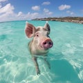 piglet swimming in the sea