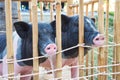 Piglet twin in the farm. group of pigs waiting feed. Royalty Free Stock Photo