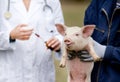 Piglet vaccination