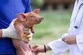 Piglet vaccination Royalty Free Stock Photo