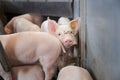 Piglet waiting feed. Pig indoor on a farm yard in Thailand. swine in the stall. Close up eyes and blur. Portrait animal. Royalty Free Stock Photo