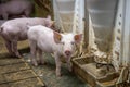 Piglet waiting feed. Pig indoor on a farm yard in Thailand. swine in the stall. Close up eyes and blur. Portrait animal. Royalty Free Stock Photo