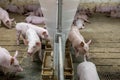 Piglet waiting feed. Pig indoor on a farm yard in Thailand. swine in the stall. Close up eyes and blur. Portrait animal. Royalty Free Stock Photo