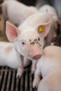 Piglet waiting feed. Pig indoor on a farm yard in Thailand. swine in the stall. Close up eyes and blur. Portrait animal. Royalty Free Stock Photo