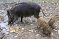Piglet wild boar with mother Royalty Free Stock Photo