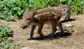 Piglet wild boar Sus scrofa, also known as the `wild swine Royalty Free Stock Photo