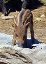 Piglet wild boar Sus scrofa, also known as the `wild swine`,common wild pig`