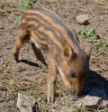 Piglet wild boar Sus scrofa, also known as the `wild swine`,common wild pig`