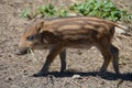 Piglet wild boar Sus scrofa, also known as the `wild swine`,common wild pig`