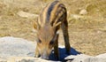 Piglet wild boar Sus scrofa, also known as the `wild swine`,common wild pig`