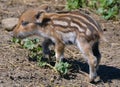 Piglet wild boar Sus scrofa, also known as the `wild swine`,common wild pig`