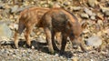 Piglet wild boar Sus scrofa, also known as the `wild swine`,common wild pig`