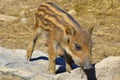 Piglet wild boar Sus scrofa, also known as the `wild swine`,common wild pig`