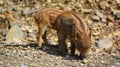 Piglet wild boar Sus scrofa, also known as the `wild swine`,common wild pig`