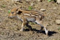 Piglet wild boar Sus scrofa, also known as the `wild swine` Royalty Free Stock Photo