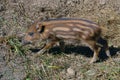 Piglet wild boar Sus scrofa,