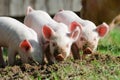 Piglets Royalty Free Stock Photo