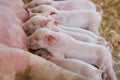 Piglets