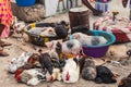 Traditional market for small animals like chickens and piglets on Cape Verde island Santiago