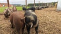 Piglets with curly tails foraging together for food