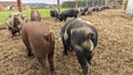 Piglets with curly tails hunting for food together