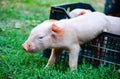 Piglets Royalty Free Stock Photo