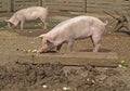 Piglets - danish landrace Royalty Free Stock Photo