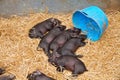 Piglets at The Dorset County Show Royalty Free Stock Photo
