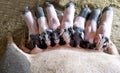 Piglets drinking from their mother Royalty Free Stock Photo