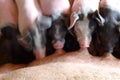Piglets drinking from their mother Royalty Free Stock Photo