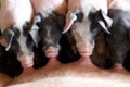 Piglets drinking from their mother Royalty Free Stock Photo