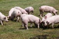 Piglets on the farm. Little piglets household. Lovely pets