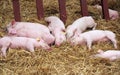 Piglets farrows on the hay