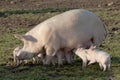 Piglets feeding Royalty Free Stock Photo