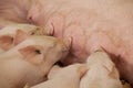 Piglets feeding Royalty Free Stock Photo
