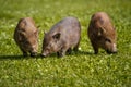 Piglets feeding