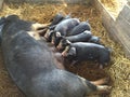 Piglets feeding