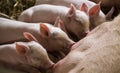 Piglets feeding from mother pig