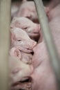 Small piglet sucking milk from breast of fertile sow lying in the stall Royalty Free Stock Photo