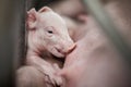 Small piglet sucking milk from breast of fertile sow lying in the stall Royalty Free Stock Photo